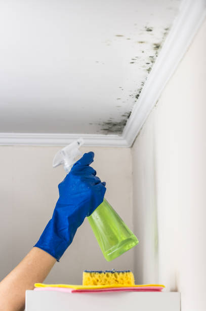 Best Mold Prevention Services  in Broomall, PA